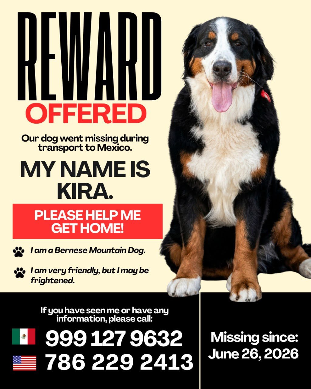 Missing-dog poster for Kira, a Bernese Mountain Dog with a red collar. Reward offered.