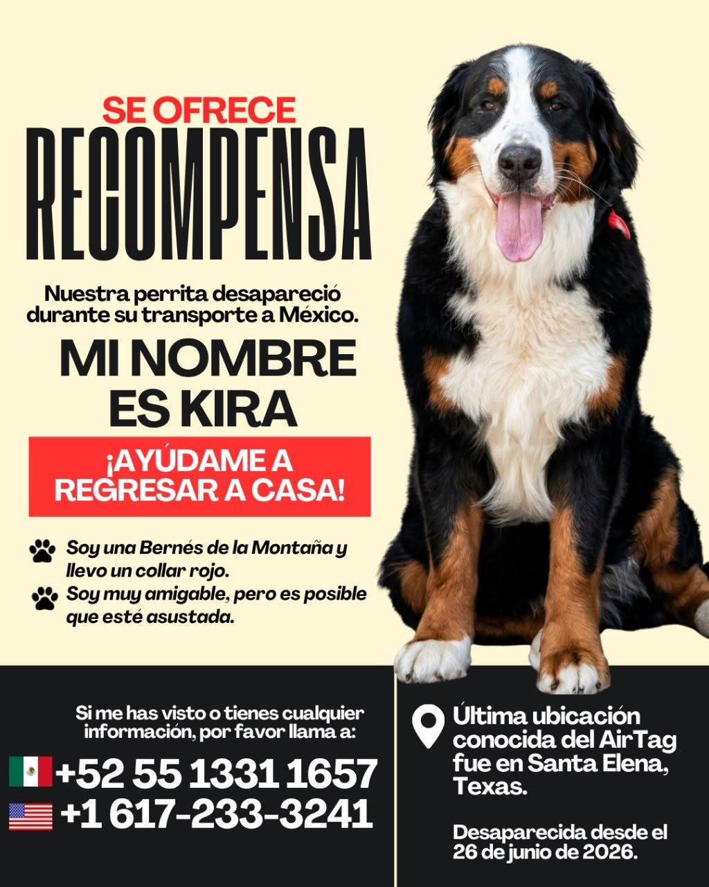 Cartel de búsqueda de Kira, una perra Bernés de la Montaña con collar rojo